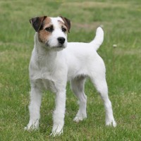 Parson Russell Terrier breed mini puppy